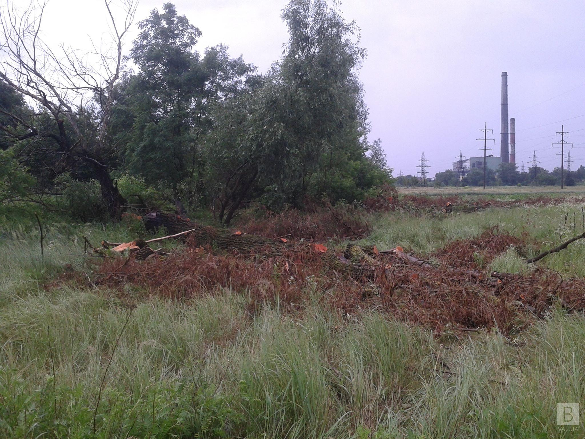 Вдоль дороги Чернигов – Гущин неизвестные вырубили 33 дерева. ФОТО
