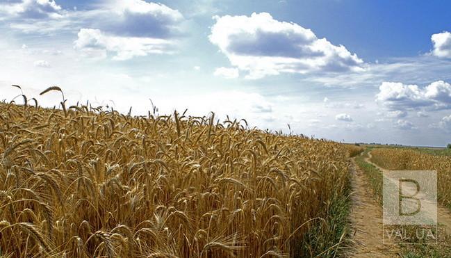 На Черниговщине началась массовые жатва ранних зерновых культур