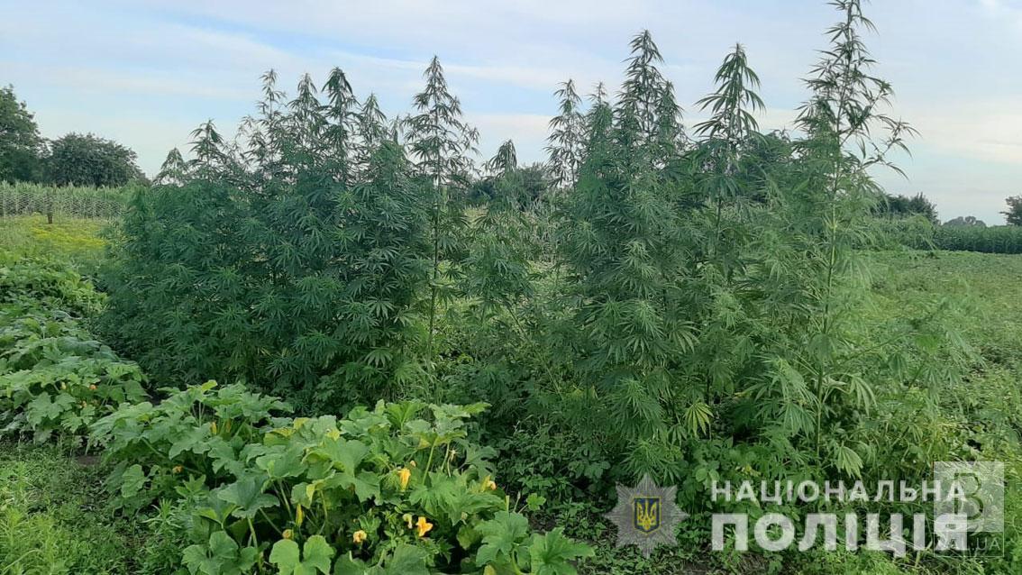 Житель Прилуцкого района культивировал на своем огороде более полусотни кустов конапель. ФОТО