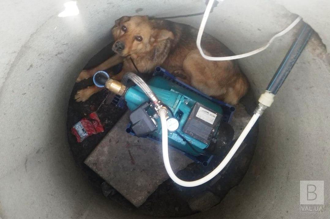 В Коропском районе спасатели освободили собаку, которая упала в шахту насосной станции. ФОТО