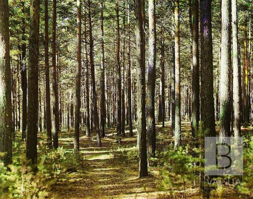 На Чернігівщині тривають пошуки зниклого у лісі дідуся