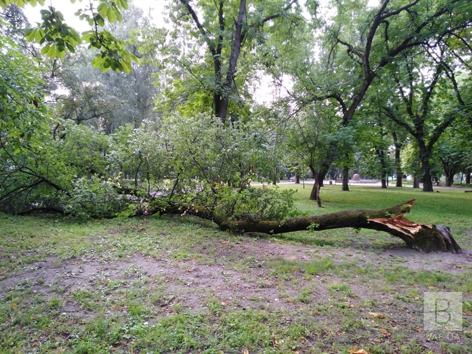 Последствия непогоды: возле Коллегиума упала старая вишня-антипка. ФОТОфакт