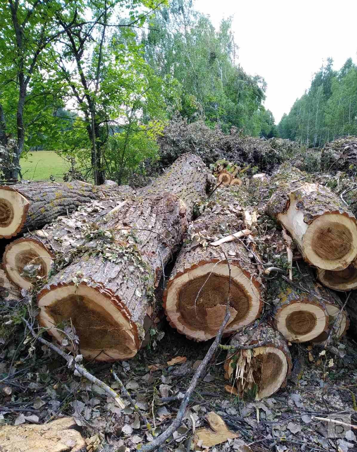 У Менському районі незаконно вирубили майже 500 дерев. ФОТО
