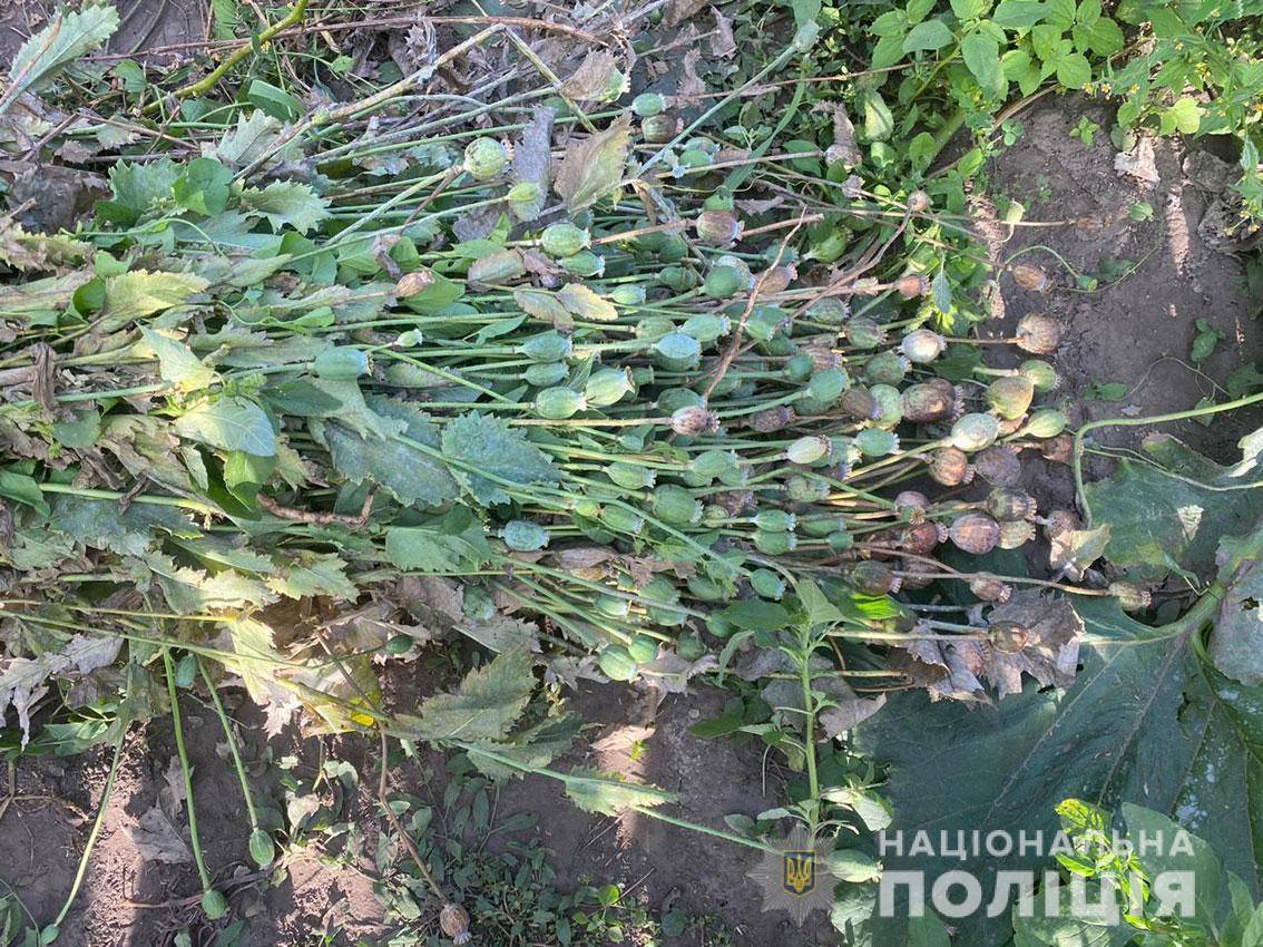 На Чернігівщині поліцейські знищили наркотичну плантацію маку