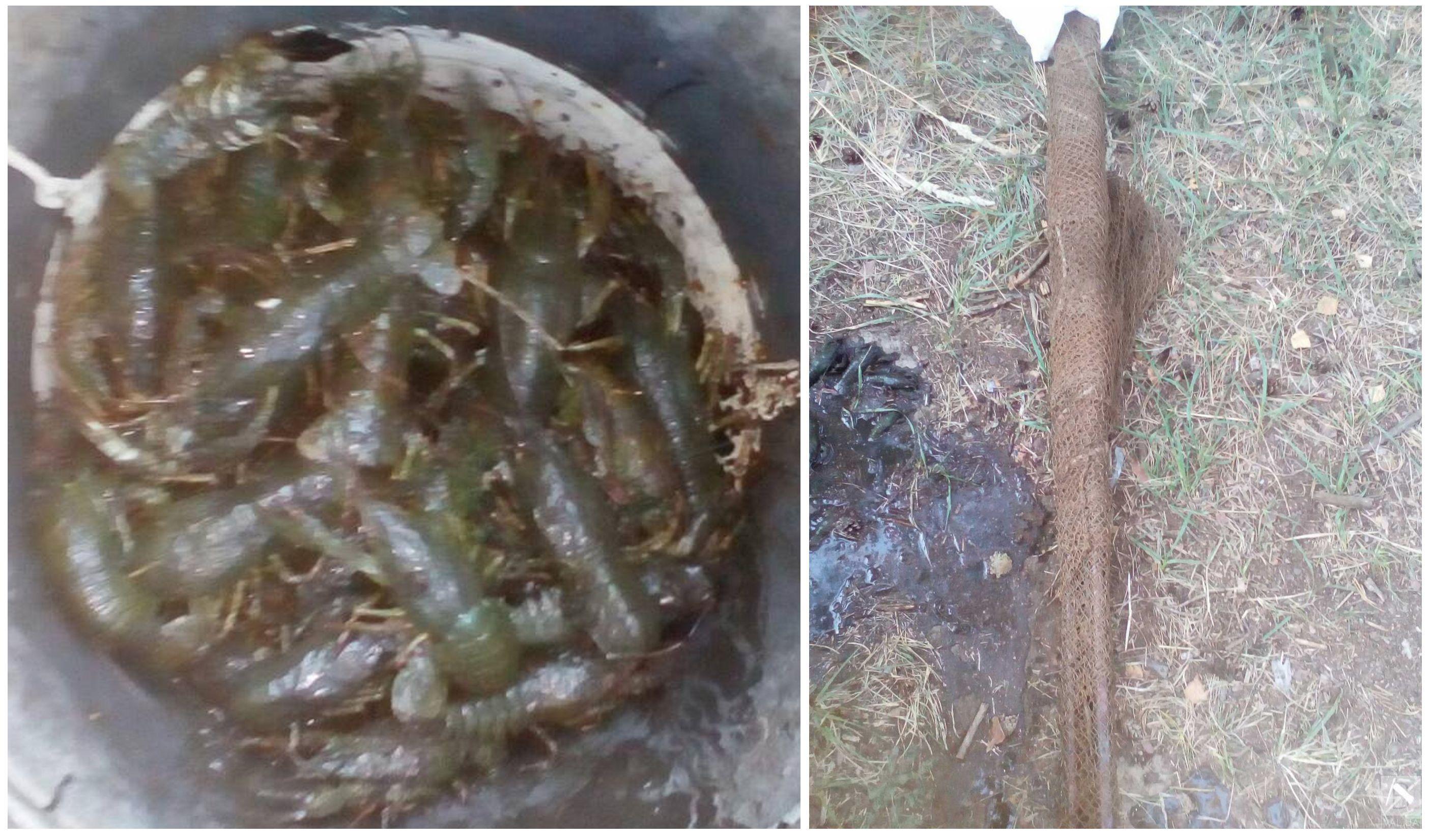 На водосховищі біля села Пакуль браконьєри наловили 4 кг раків