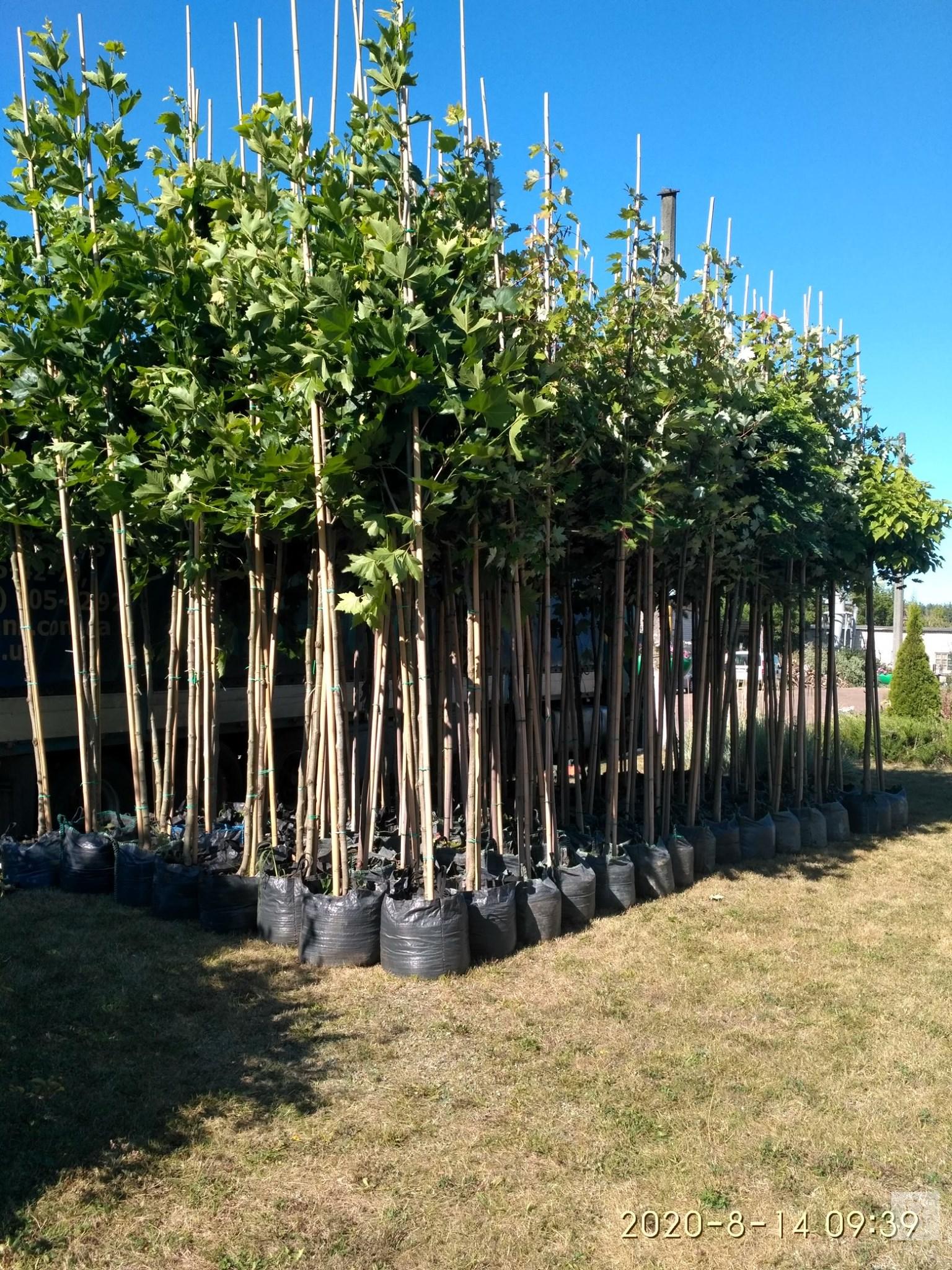 У Чернігові найближчим часом висадять 120 молодих дерев