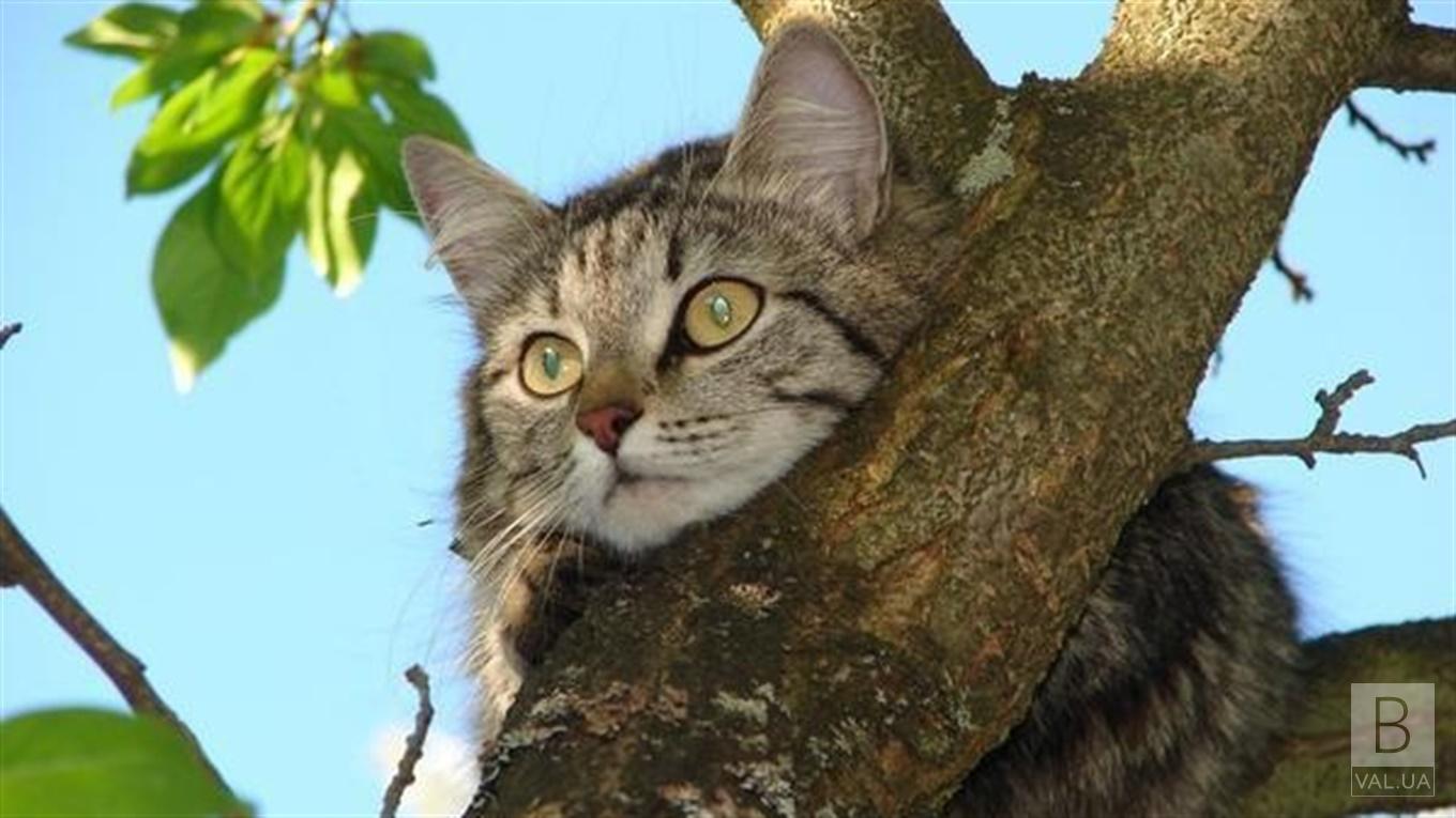 Чернігівські рятувальники зняли кота з дерева