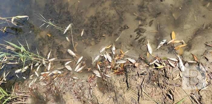 У ставку на Талалаївщині загинуло майже 100 кг риби. ФОТО