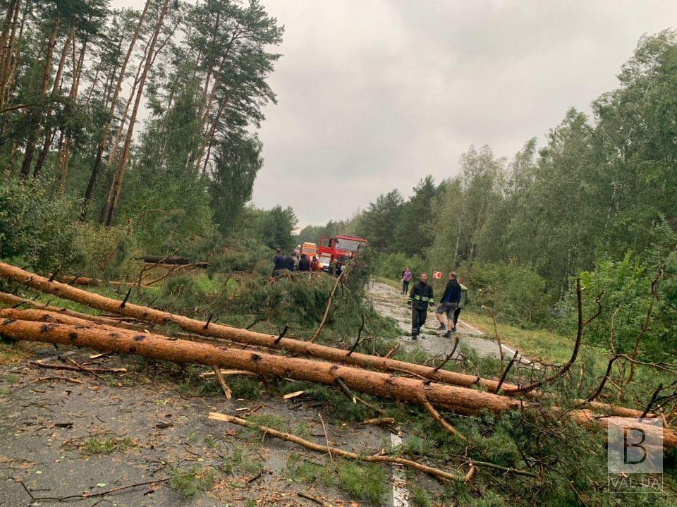 На Чернігівщині повалені дерева заблокували рух транспорту. ФОТОфакт