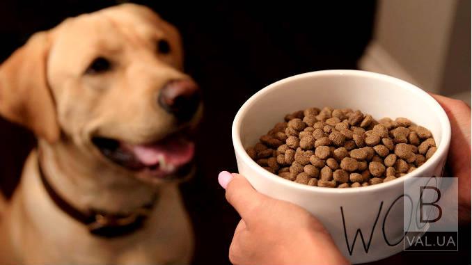 Каким должен быть качественный сухой корм для собак?