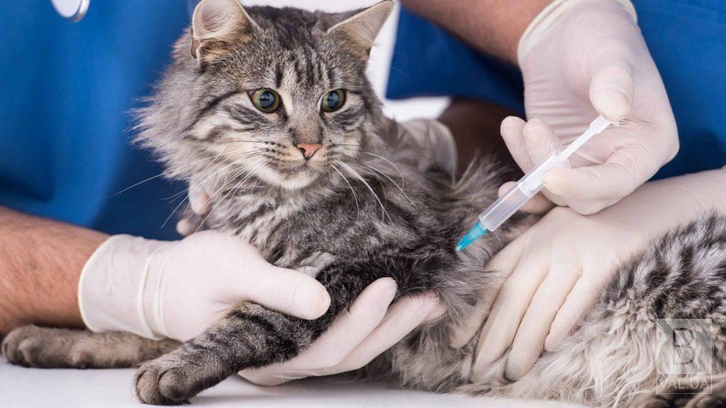 У Городнянському районі триває безкоштовна вакцинація домашніх тварин