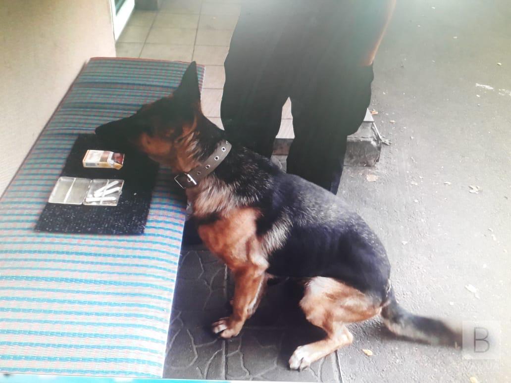 На кордоні службовий собака «винюхав» марихуану у компанії білорусів. ФОТО