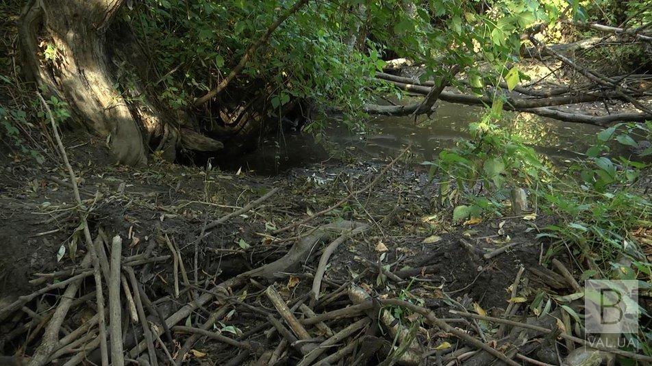 Вода лише там, де бобри загатили: у селах на Сосниччині зникла вода