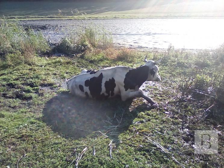 На Чернігівщині надзвичайники врятували корову, яка застрягла в болоті