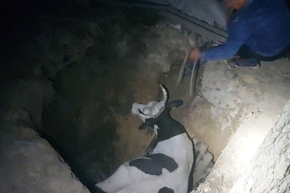 На Чернігівщині рятувальники вивільнили з каналізаційної ями корову