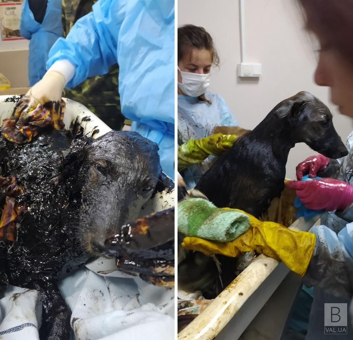 Смертельна пастка: у Чернігові врятували двох собак із «смоляного озера». ФОТО