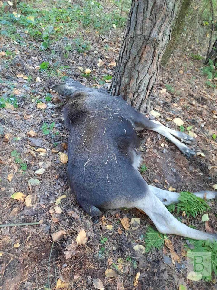 На Чернігівщині у браконьєрську пастку потрапила самка червонокнижного лося: тварина загинула. ФОТО