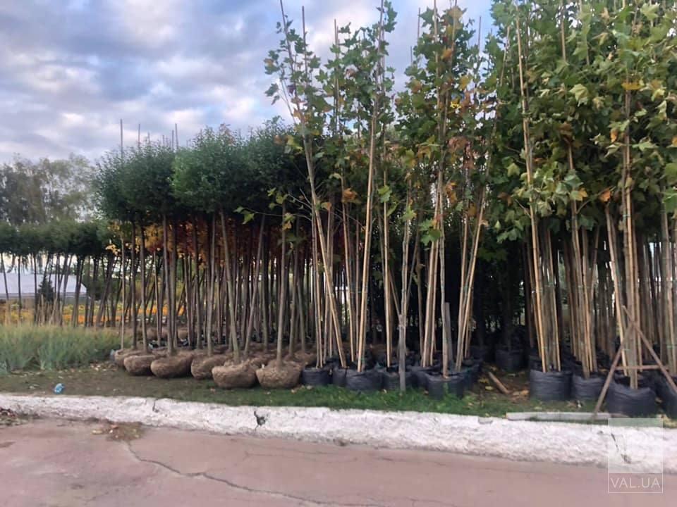Під час загальноміського суботника у Чернігові висадять 240 саджанців різноманітних декоративних рослин. ФОТО