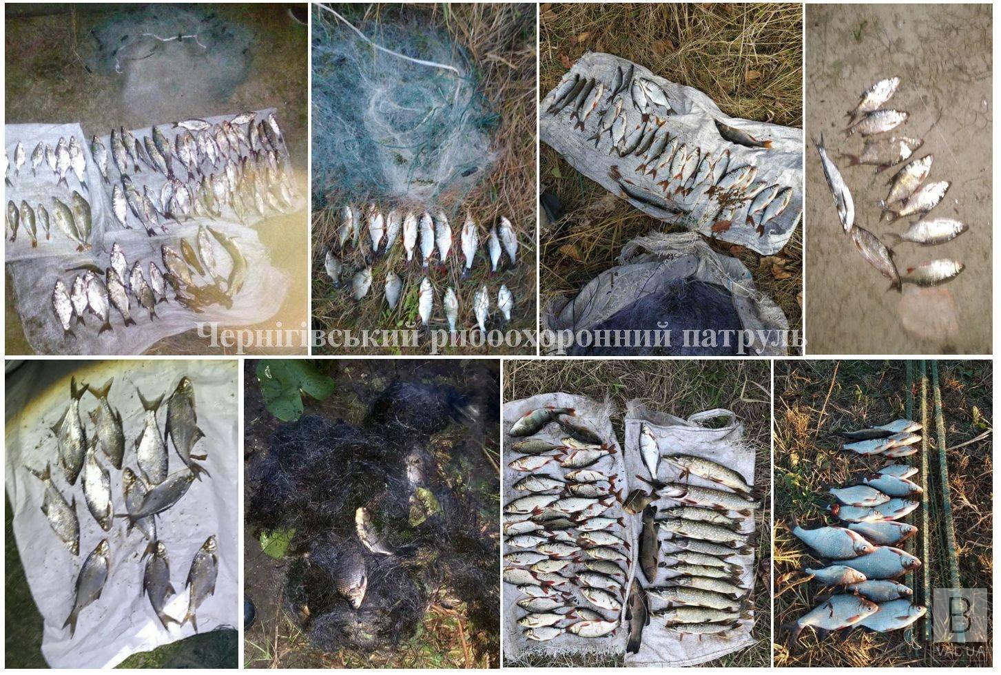 За тиждень на Чернігівщині браконьєри «нарибалили» майже на 8 тисяч гривень