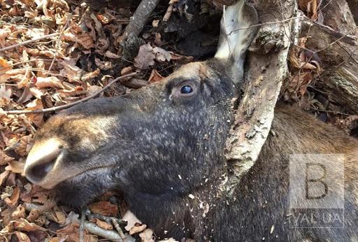 На Чернігівщині за вбивство самця та самки лосів браконьєри заплатили 40 тис гривен