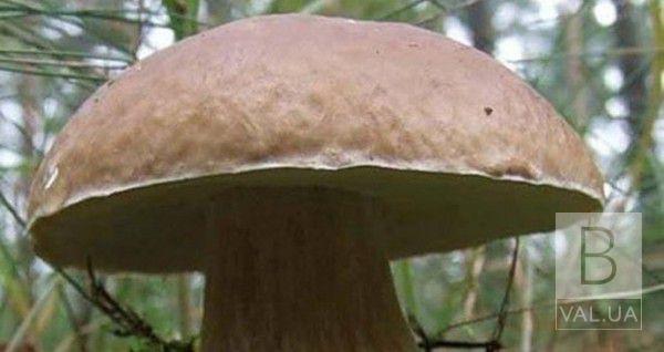  На Чернігівщині жінка знайшла білого гриба-велетня