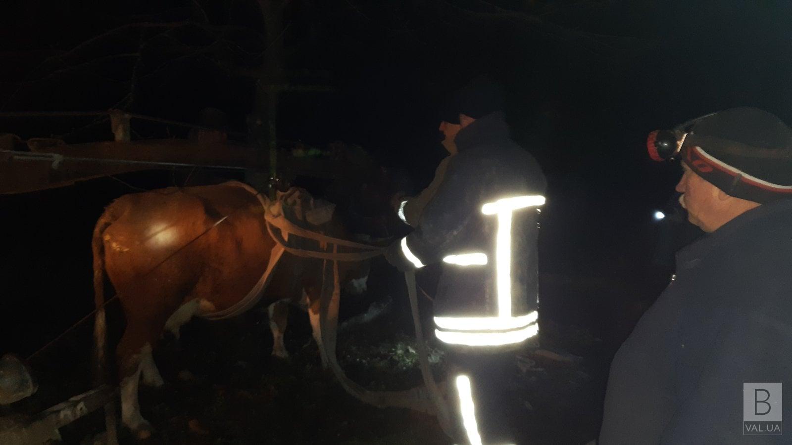 На Чернігівщині рятувальники дістали корову з ями. ФОТО