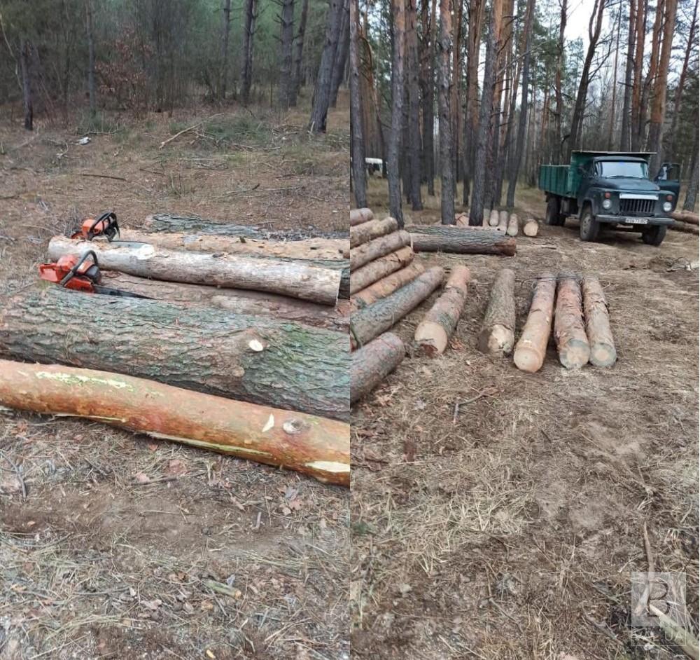 На Чернігівщині біля кордону орудували троє «чорних лісорубів». ФОТО