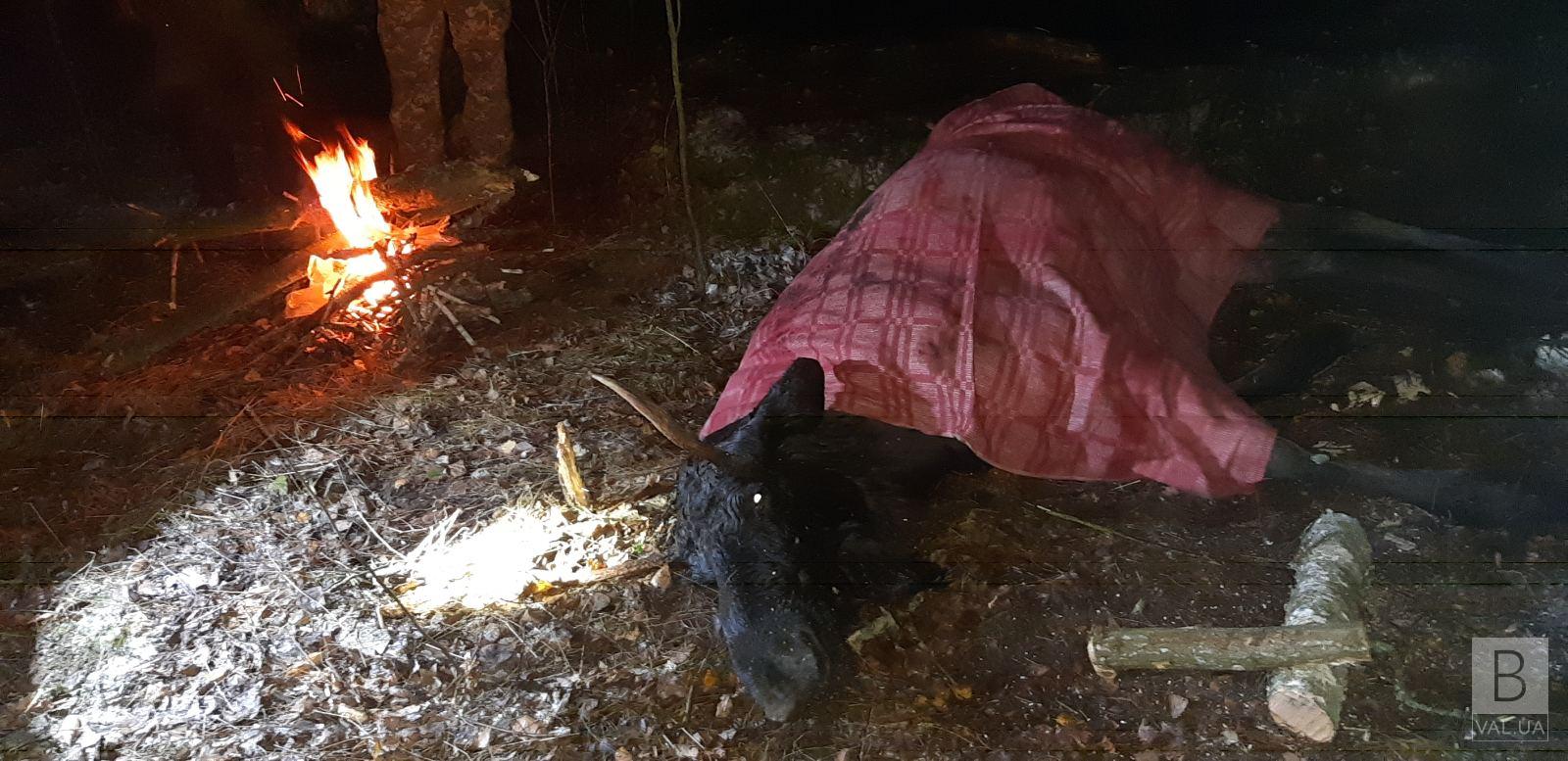 У Чернігівському районі визвоили лося, який потрапив у колишню пожежну водойму. ФОТО