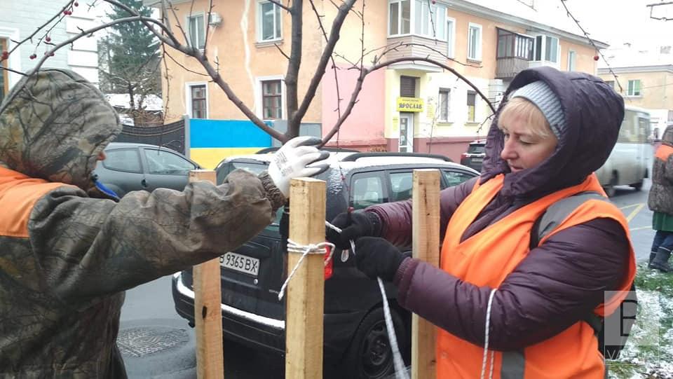 У Чернігові комунальники укріпили 120 молодих дерев. ФОТО