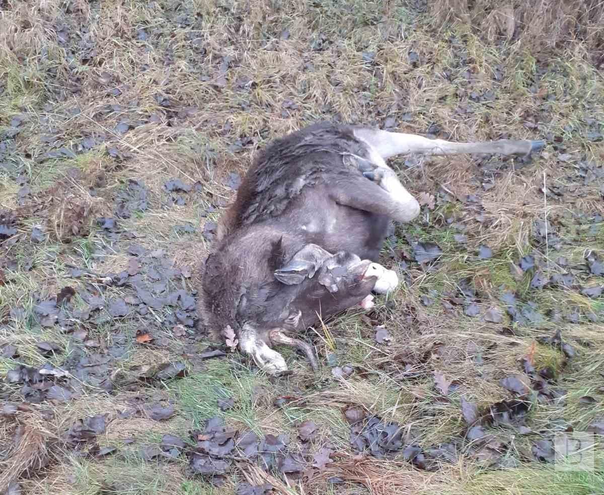 На Чернігівщині збили насмерть лося. ФОТО 