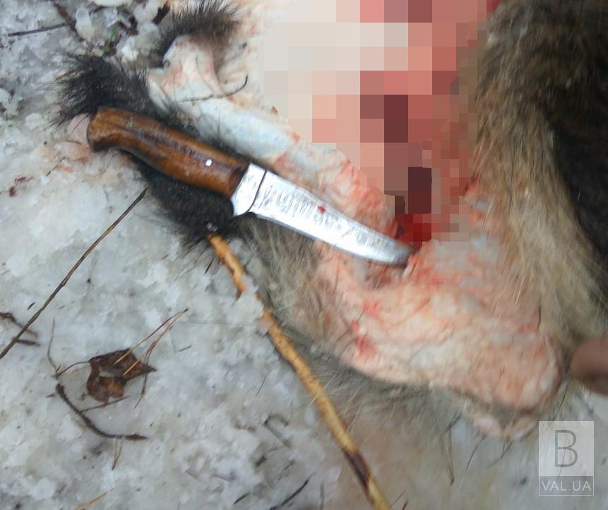  Фасували м'ясо вбитих кабанів: на Чернігівщині затримали трьох браконьєрів ВІДЕО, ФОТО