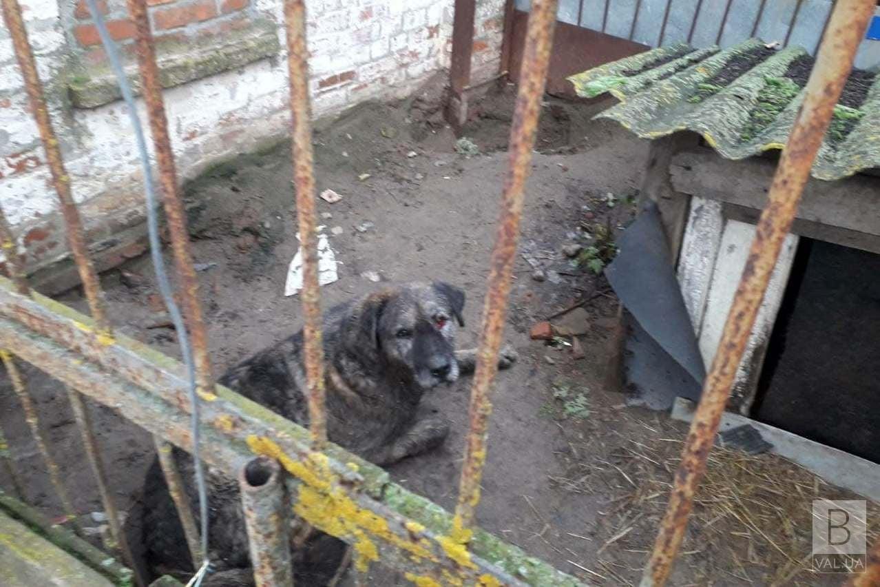У Чернігові рятувальники визволили собаку, який застряг між бетонними плитами. ФОТО