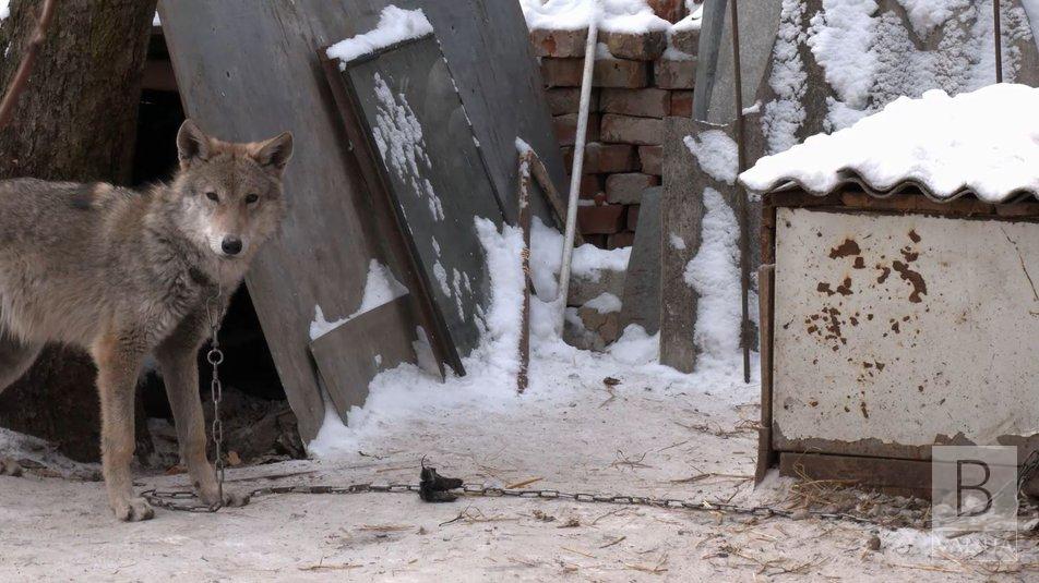 Не гавкає та високо стрибає: у Чернігові подружжя прихистило цуценя, яке згодом виявилось вовком