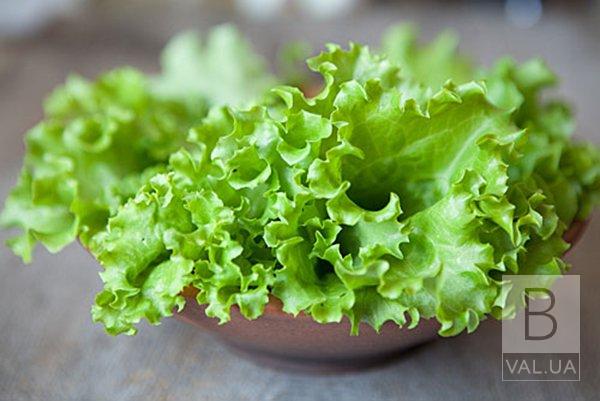 На Ніжинщині вивели та вирощують свій власний сорт салату