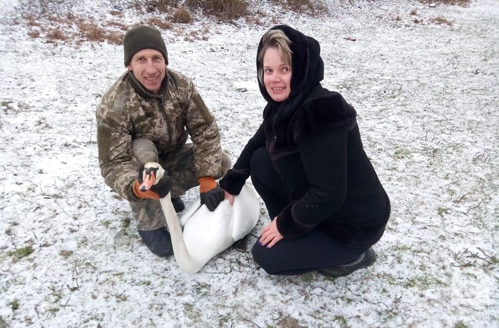 На Чернігівщині подружжя врятували лебедів із крижаного полону. ВІДЕО, ФОТО