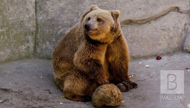 Дівчата сплять, а хлопці гуляють: у Менському зоопарку не всі ведмеді лягли у сплячку
