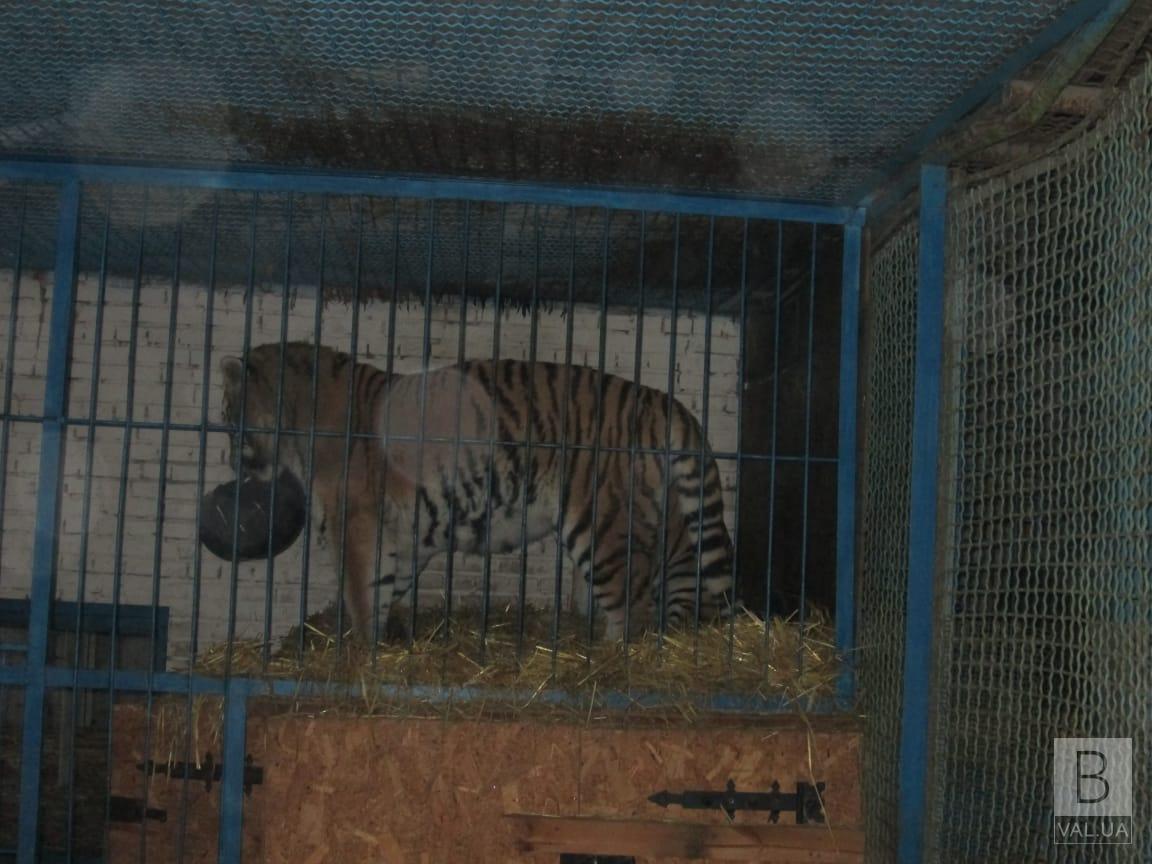 Вбитий тигром працівник товаришував з хижаком понад три роки: подробиці трагедії на Чернігівщині 