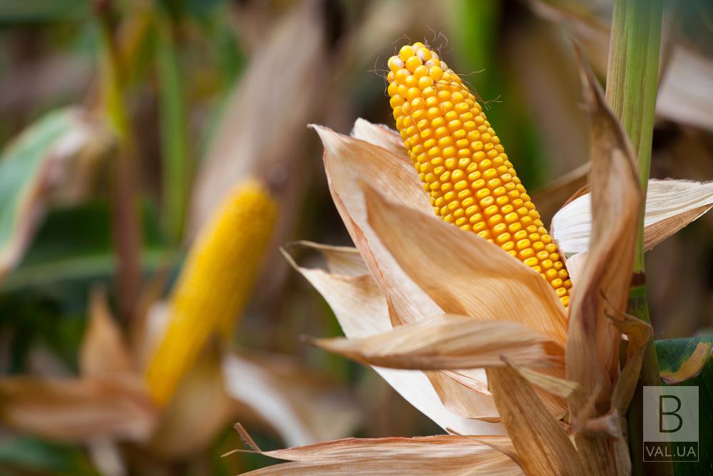 На Чернігівщині зібрали рекордний врожай кукурудзи