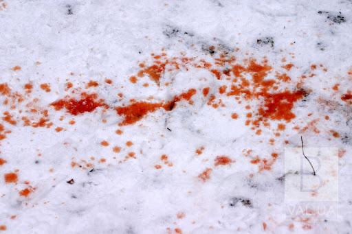 «Криваві розваги»: на Чернігівщині вбили двох лосів. ФОТО 18+