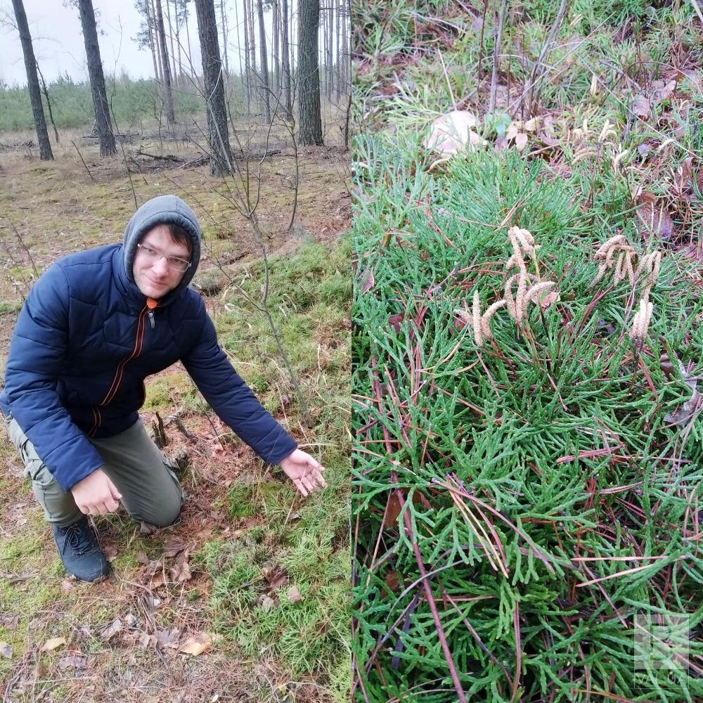 На Чернігівщині знайшли рідкісну червонокнижну рослину