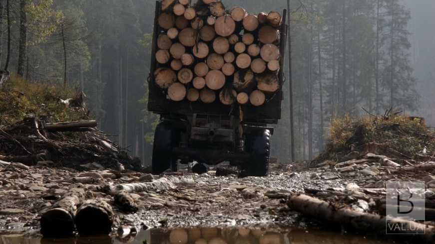 На Чернігівщині оголосили підозри працівникам лісгоспу, які допустили незаконну вирубку дерев 