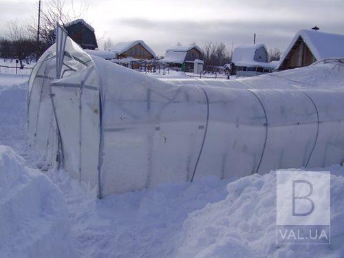 На Чернігівщині багато фермерських теплиць впали під вагою снігу
