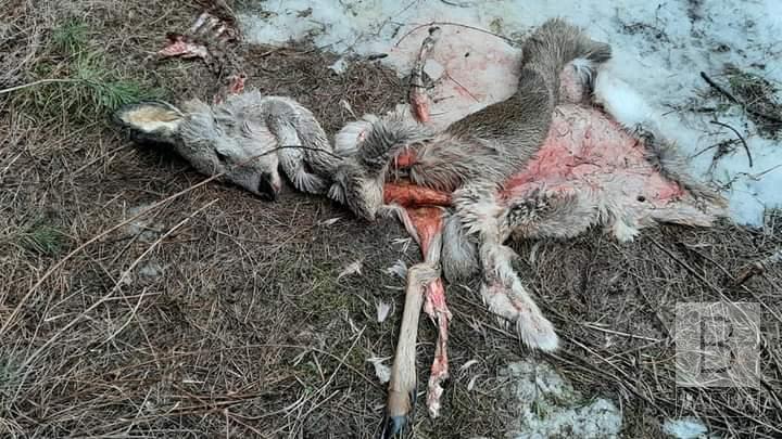  На Чернігівщині браконьєри вбили двох самок козуль ФОТО 