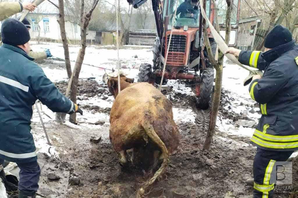 На Чернігівщині рятувальники вивільнили корову з півтораметрової ями. ФОТО