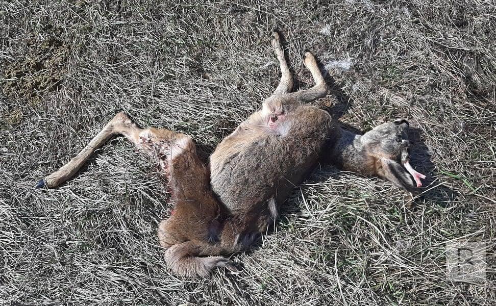 Біля Ічнянського національного природного парку знову вбили косулю