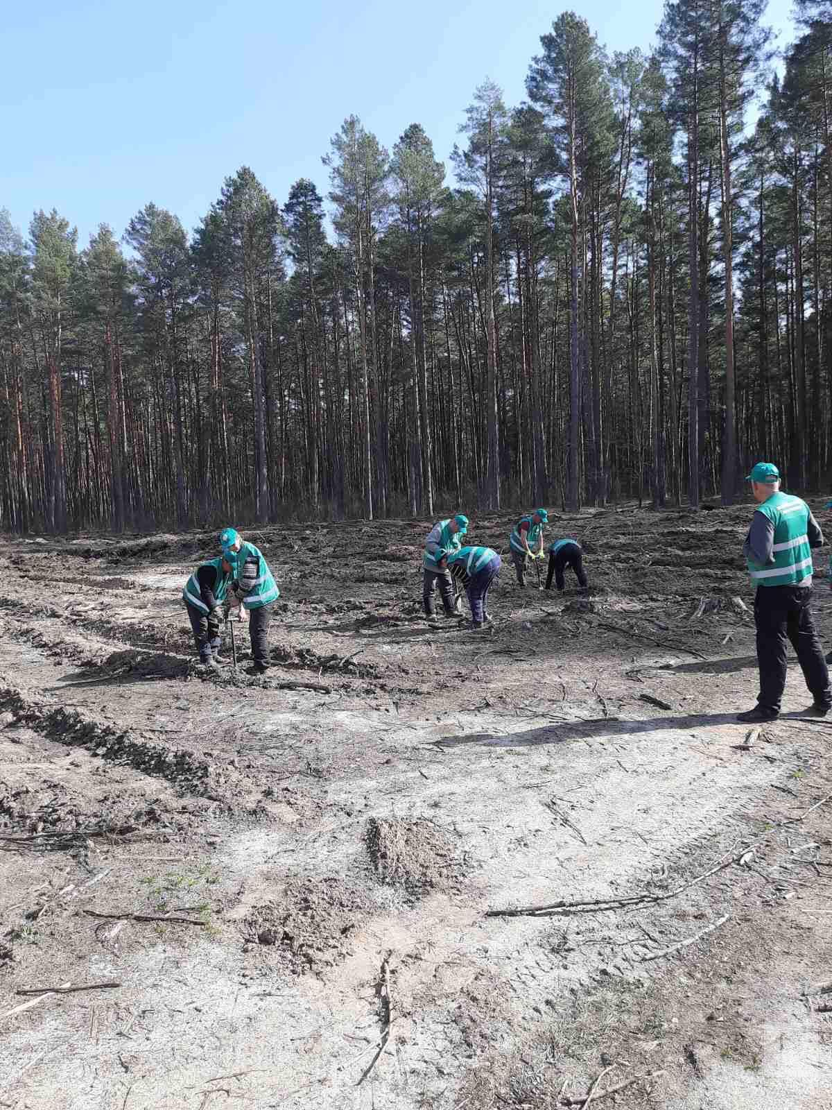 На Чернігівщині цьогоріч планують посадити більше мільйона дерев. ФОТО