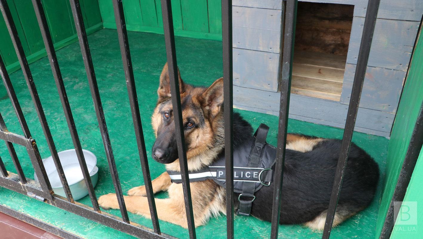 На Чернігівщині у чотирьох відділах поліції працюватимуть по два кінологи та чотири службові собаки. ФОТО