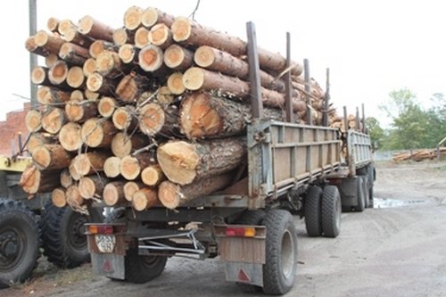 «Чернігівоблагроліс» став лідером в області за сумою збитків, завданих … лісовим масивам