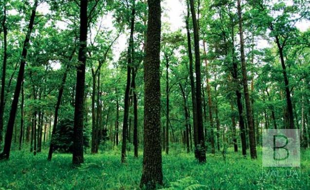 Обласна рада не передала ліси ні Сновській, ні іншим громадам Чернігівщини