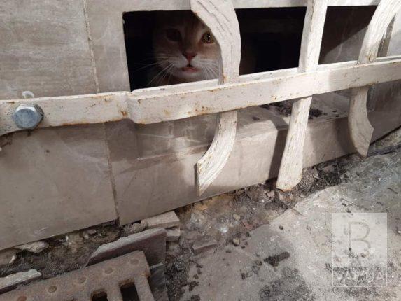 На Рокоссовського рятувальники дістали кота з вентиляційної шахти
